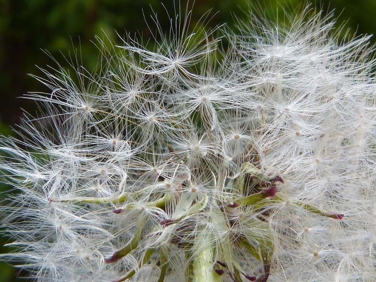 pollen