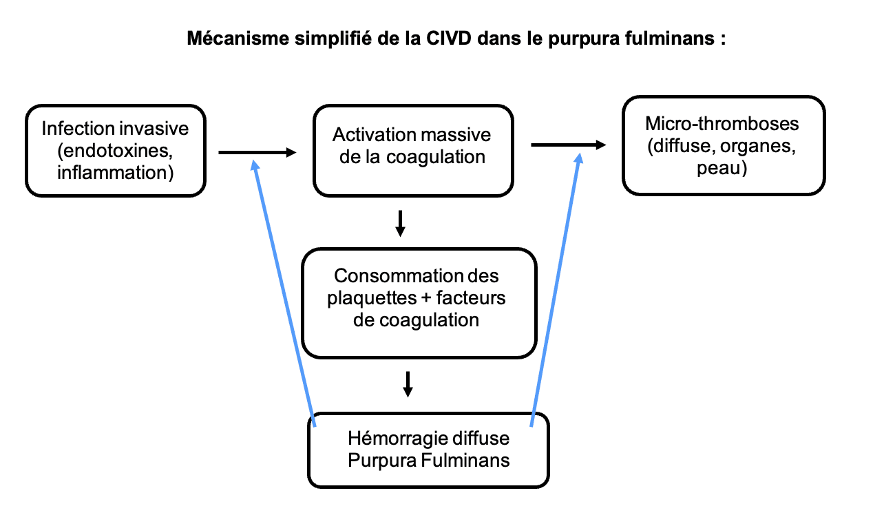 Mécanisme simplifié de la CIVD dans le purpura fulminans :